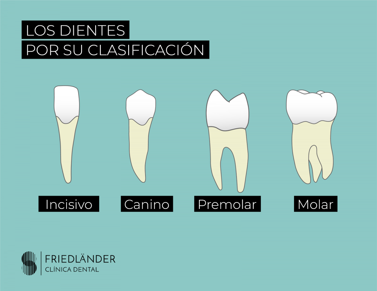 Los dientes por su clasificación