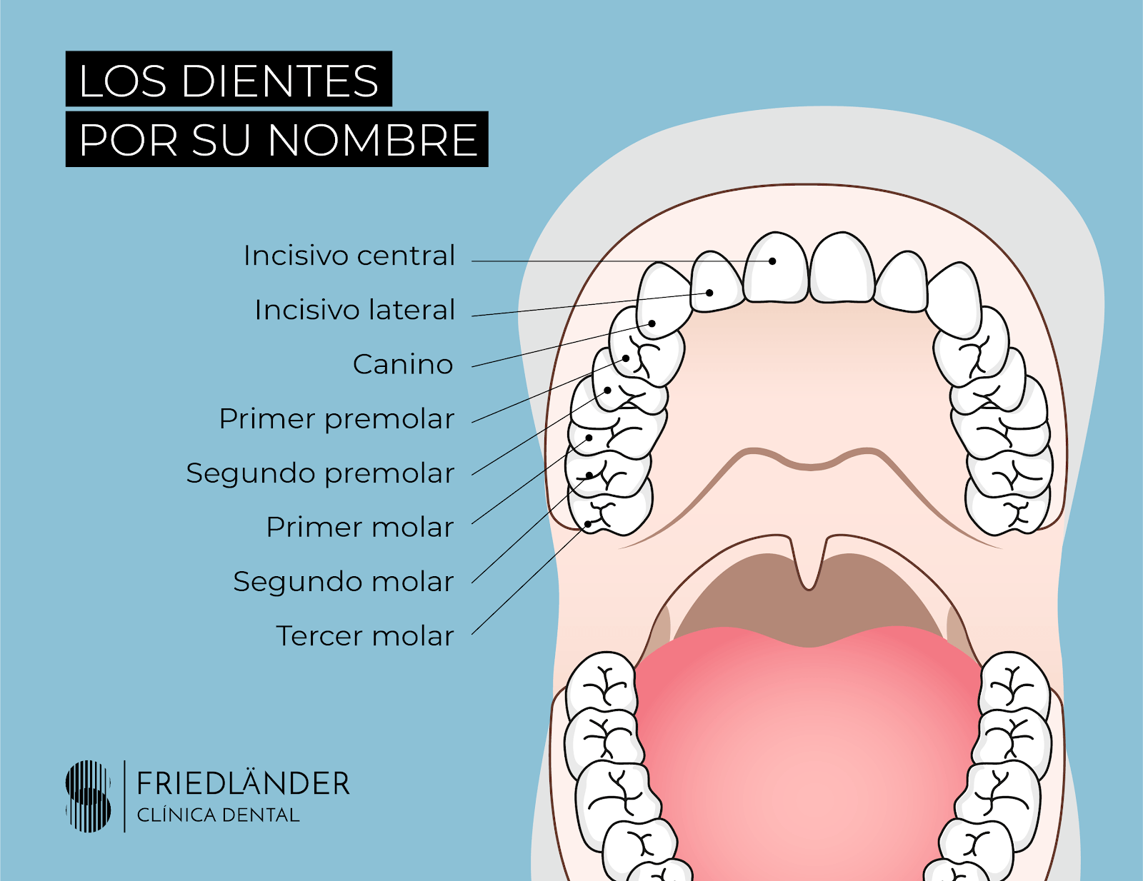 Nombre de los dientes