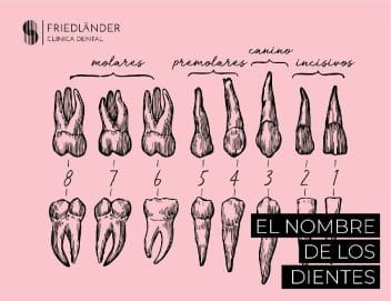nombre de los dientes